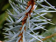 Spruce Timber