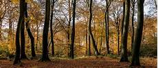 Beech Timber