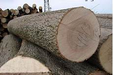Beech Timber