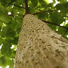 Beech Timbers