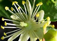 Common Lime