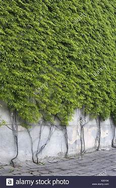 Concrete Paving And Briquette Plant