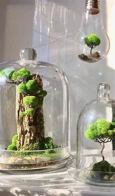 Decoration Plant