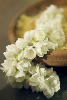 Decoration Plant