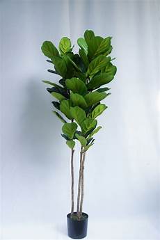 Decoration Plant