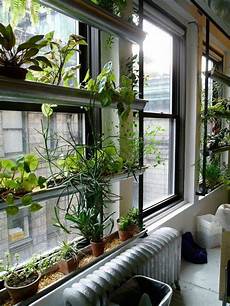 Decoration Plant