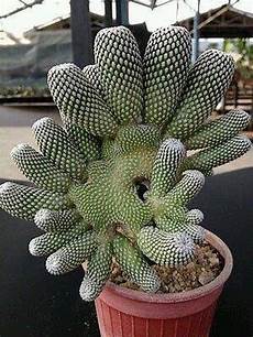Decoration Plants