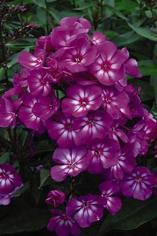 Garden Product