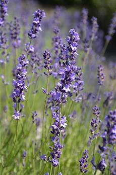 Garden Product