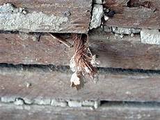 Horsehair Ceiling