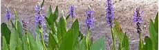 Limestone Plant