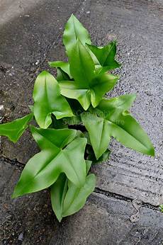 Limestone Plant