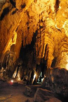 Limestone Plants