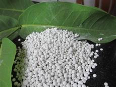 Limestone Plants