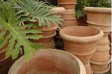 Limestone Plants