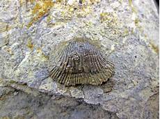 Limestones