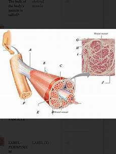 Membrane
