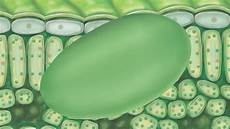 Membranes