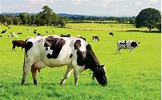 Milk Cooling Systems