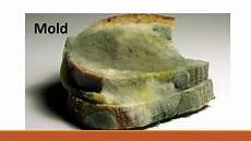 Molds