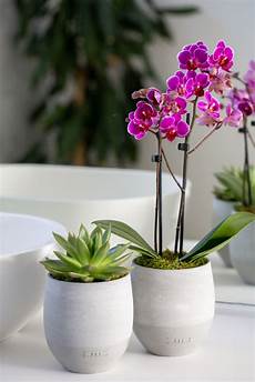 Plant Concrete