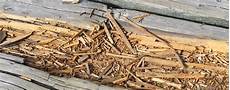 Rotting Deck Boards