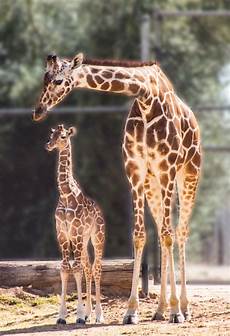 Safari Park