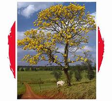 Sapelli Timber