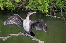 Skimmers