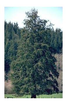 Spruce Timbers