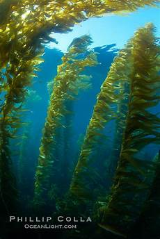 Underwater Light